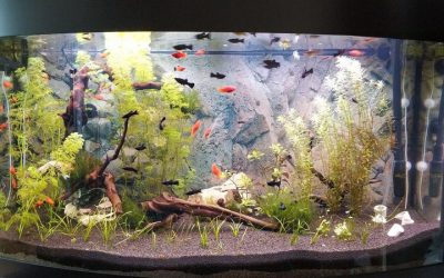 Как собрать и оформить 180-литровый аквариум с растениями. Часть 3